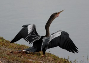 Anhinga