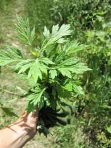 Flashback: Harvesting mugwort in the summer.