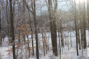 Out the window the morning of the 25th.