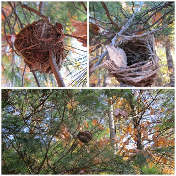 nests