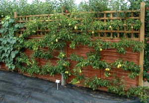 Image source: gardenaginginplace.com