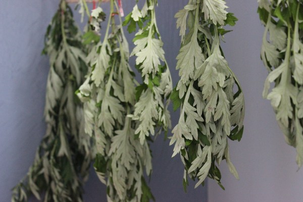 The herb harvest begins.