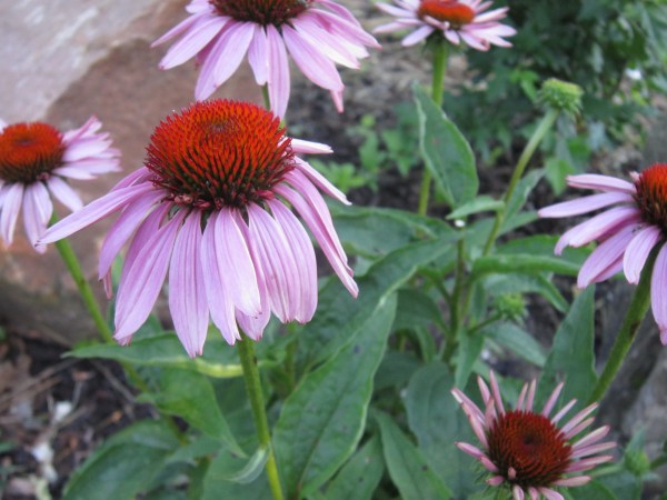 Of course I already planted echinacea.